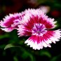 Multicolored Carnation Bonsai Potted Flowers Balcony Plant 100 PCS Seeds