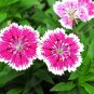 Multicolored Carnation Bonsai Potted Flowers Balcony Plant 100 PCS Seeds