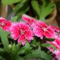 Multicolored Carnation Bonsai Potted Flowers Balcony Plant 100 PCS Seeds