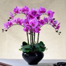 Heirloom Phalaenopsis Moth Orchid Perennial Bonsai - 100 Seeds