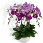 Heirloom Phalaenopsis Moth Orchid Perennial Bonsai - 100 Seeds