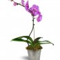 Heirloom Phalaenopsis Moth Orchid Perennial Bonsai - 100 Seeds