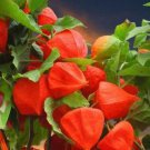 Heirloom Physalis alkekengi Yellow Chinese Lantern Bladder Cherry Big Fruit - 25