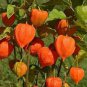 Heirloom Physalis alkekengi Yellow Chinese Lantern Bladder Cherry Big Fruit - 25