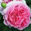 Heirloom Pink Damask Rose Bush Flower - 50 Seeds Heirloom Pink Damask Rose Bush Flower - 50 Seeds