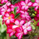 Heirloom Pink Desert Rose Adenium - 2 Seeds