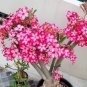 Heirloom Pink Desert Rose Adenium - 2 Seeds