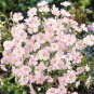 Heirloom Pink Gypsophila Baby's-breath Cut Flower - 60 Seeds