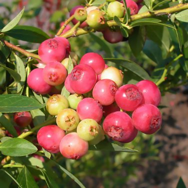 Heirloom Pink Mountain Berry Sweet Lemon Flavoured Berry - 40 Seeds