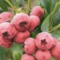 Heirloom Pink Mountain Berry Sweet Lemon Flavoured Berry - 40 Seeds