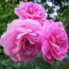Heirloom Pink Rose Bush Flower - 50 Seeds Heirloom Pink Rose Bush Flower - 50 Seeds