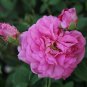 Heirloom Pink Rose Bush Flower - 50 Seeds