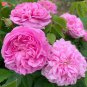 Heirloom Pink Rose Bush Flower - 50 Seeds