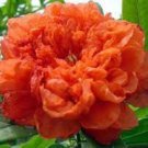 Heirloom 4 Types of Plicated Pomegranate Flowers - 20 Seeds
