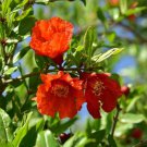 Heirloom Light Red Punica Pomegranate Flower - 20 Seeds Heirloom Light Red Punica Pomegranate Flower - 20 Seeds