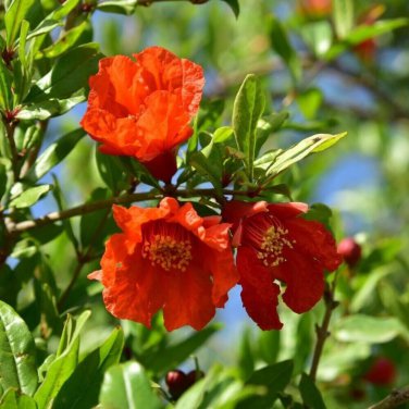 Heirloom Light Red Punica Pomegranate Flower - 20 Seeds