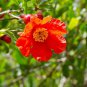 Heirloom Light Red Punica Pomegranate Flower - 20 Seeds