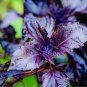 Heirloom Purple Basil (Ocimum Basilicum) - 20 Seeds