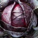 Heirloom Purple Cabbage Organic Vegetables - 30 Seeds