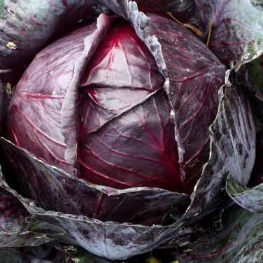 Heirloom Purple Cabbage Organic Vegetables - 30 Seeds