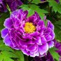 Heirloom Purple Chinese Peony Flower - 5 Seeds