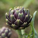 Heirloom Purple Headed Artichoke Organic Vegetables  - 4 Seeds