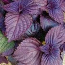 Heirloom Purple Perilla - 100 Seeds Heirloom Purple Perilla - 100 Seeds