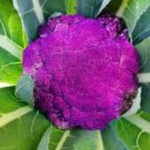 Heirloom Purple Red Water Lily - 1 Seeds