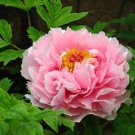 Heirloom Light Pink Rose Red Tree Peony 'Qiu Ball' Flowe - 5 Seeds Heirloom Light Pink Rose Red Tree Peony 'Qiu Ball' Flowe - 5 Seeds