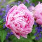 Heirloom Light Pink Rose Red Tree Peony 'Qiu Ball' Flowe - 5 Seeds