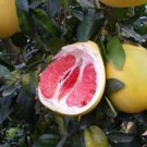 Heirloom Red Grapefruit Citrus maxima Hybrid - 10 Seeds