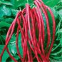 Heirloom Red Long Cowpea Vegetable Hybrid - 15 Seeds