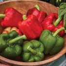 Heirloom Red Long Sharp Sweet Bell Pepper - 20 Seeds Heirloom Red Long Sharp Sweet Bell Pepper - 20 Seeds