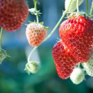 Heirloom 9 Varieties of Red Organic Strawberry 100 Seedsasss