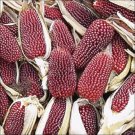 Heirloom Red Popping Corn, strawberry cornb - 8 Seeds Heirloom Red Popping Corn, strawberry cornb - 8 Seeds