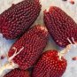 Heirloom Red Popping Corn, strawberry cornb - 8 Seeds