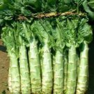 Heirloom Red Skin Asparagus Lettuce Vegetables - 30 Seeds Heirloom Red Skin Asparagus Lettuce Vegetables - 30 Seeds