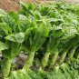Heirloom Red Skin Asparagus Lettuce Vegetables - 30 Seeds