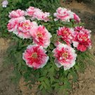 Heirloom Red White Peony Seedling Flower 'Er Qiao -' 5 Seeds Heirloom Red White Peony Seedling Flower 'Er Qiao -' 5 Seeds
