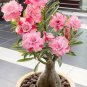 Heirloom 'River of Quick Sand' Adenium Desert rose - 2 Seeds
