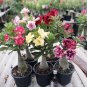 Heirloom 'River of Quick Sand' Adenium Desert rose - 2 Seeds