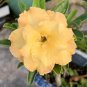 Heirloom Roma I Yellow Bean - 15 Seeds