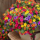Heirloom Beautiful Rose Red Petunia Bonsai Flowers - 100 Seeds