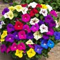 Heirloom Beautiful Rose Red Petunia Bonsai Flowers - 100 Seeds