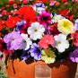 Heirloom Beautiful Rose Red Petunia Bonsai Flowers - 100 Seeds