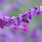 Heirloom Salvia Officinalis Pink Woodland Sage Perennial Flower - 30 Seeds Heirloom Salvia Officinalis Pink Woodland Sage Perennial Flower - 30 Seeds