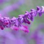 Heirloom Salvia Officinalis Pink Woodland Sage Perennial Flower - 30 Seeds