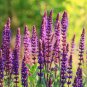 Heirloom Salvia Officinalis Pink Woodland Sage Perennial Flower - 30 Seeds
