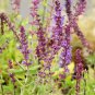 Heirloom Salvia Officinalis Pink Woodland Sage Perennial Flower - 30 Seeds