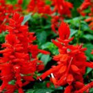 Heirloom Scarlet Sage Short Red Salvia Flower - 30 Seeds
